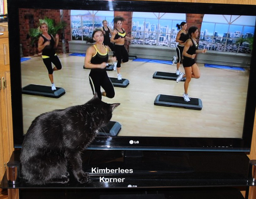 Cat watching exercise dvd