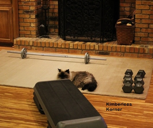 Persian cat ready for workout