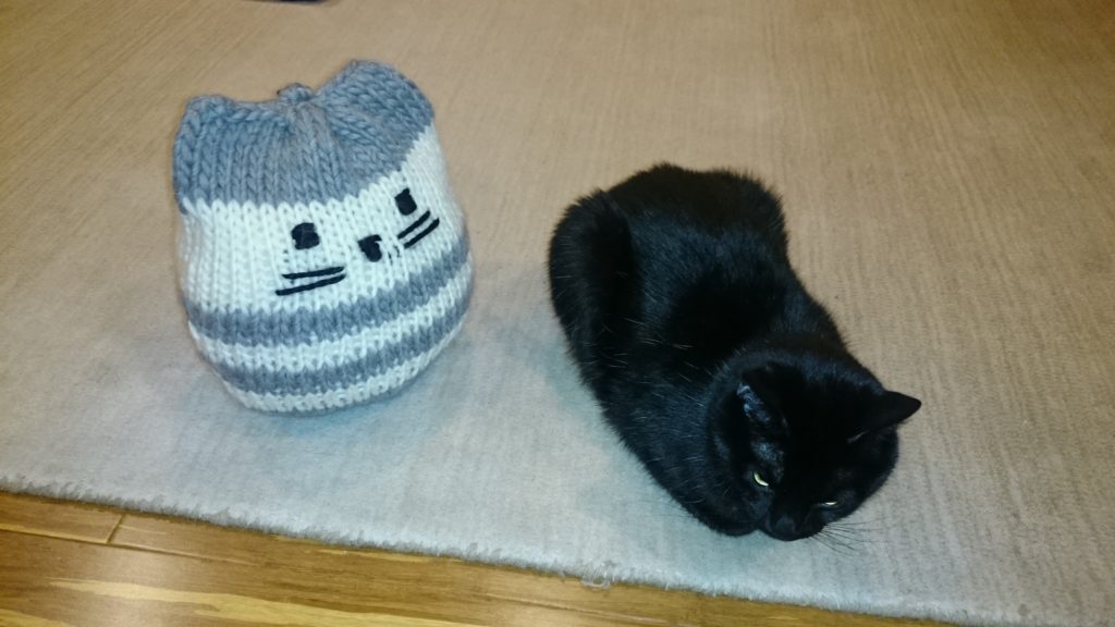 cat with cat pillow