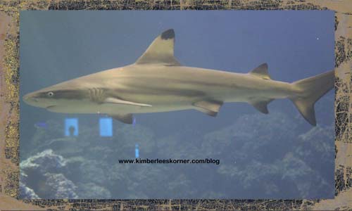 Small Shark at Gulfarium   Kimberlees Korner