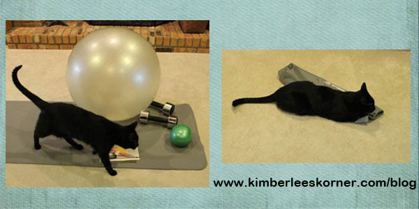 Workout Cat   Kimberlees Korner