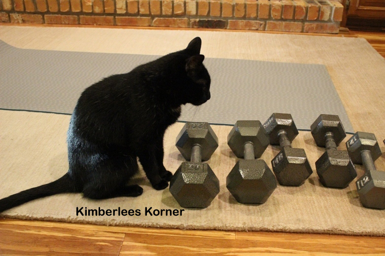 weight lifting cat
