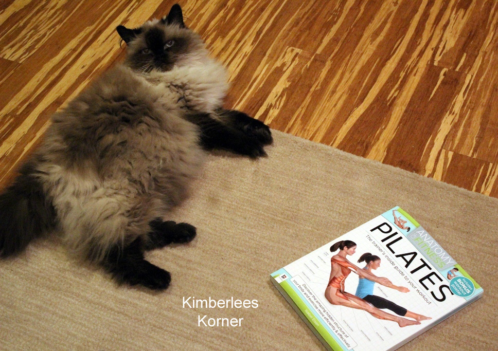 cat and pilates workout